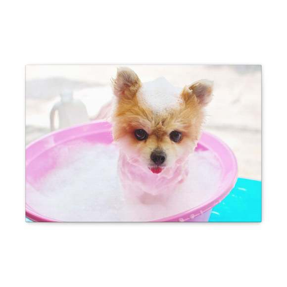 Funny Pomeranian Bath Canvas Wall Art for Home Decor Ready-to-Hang